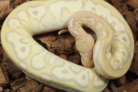 Piton Bola Clown Banana Cinnamon Hembra ID R10-04