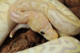 Piton Bola Clown Banana Cinnamon Hembra ID R10-04