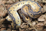 Piton Bola Clown Redstripe Black Pastel Nanny Hembra ID R12-18