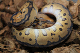 Piton Bola Clown Redstripe Black Pastel Nanny Hembra ID R12-18