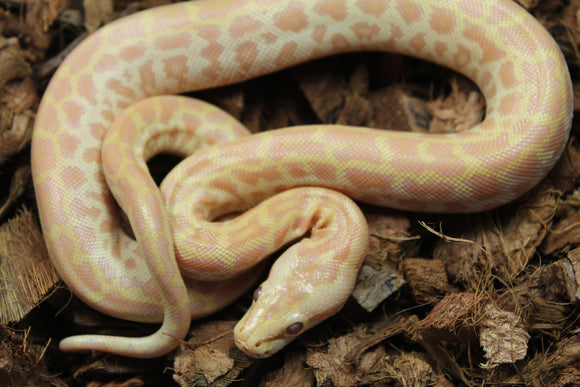 Piton Burmes Pearl 100% Het Granito Macho ID R2-13