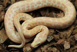 Piton Burmes Pearl 100% Het Granito Macho ID R2-13