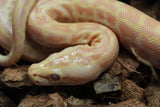 Piton Burmes Pearl 100% Het Granito Macho ID R2-13