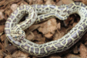 Piton Burmes Hypo 100% Het Granito Hembra ID R3-18
