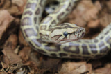 Piton Burmes Hypo 100% Het Granito Hembra ID R3-18