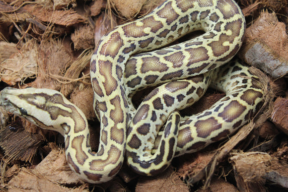 Piton Burmes Hypo 100% Het Granito Macho ID R12-06