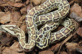 Piton Burmes Hypo 100% Het Granito Macho ID R12-06