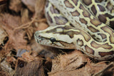 Piton Burmes Hypo 100% Het Granito Macho ID R12-06