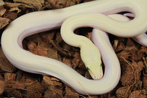 Piton Burmes Ivory 100% Het Laberinto Hembra ID R15-04