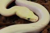 Piton Burmes Ivory 100% Het Laberinto Hembra ID R15-04