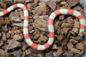 Falsa Coral de Honduras Tricolor Albino Hembra ID R1-03 Juv/Ad