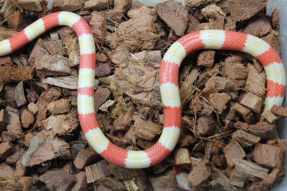 Falsa Coral de Honduras Tricolor Albino Hembra ID R1-03 Juv/Ad