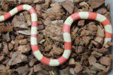 Falsa Coral de Honduras Tricolor Albino Hembra ID R1-03 Juv/Ad
