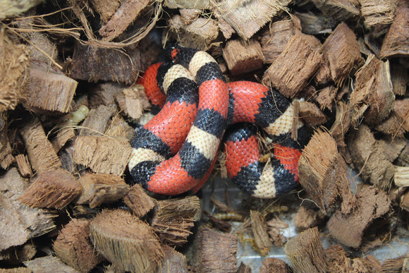 Falsa Coral de Puebla Apricot Macho ID R1-04 Juv/Ad