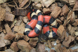 Falsa Coral de Puebla Apricot Macho ID R1-04 Juv/Ad