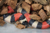 Falsa Coral de Puebla Apricot Macho ID R1-04 Juv/Ad