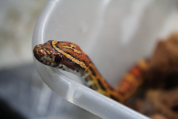 Serpiente del Maiz (Maizera) Okette Macho ID R1-06 Juv/Ad