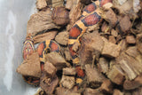 Serpiente del Maiz (Maizera) Okette Macho ID R1-06 Juv/Ad