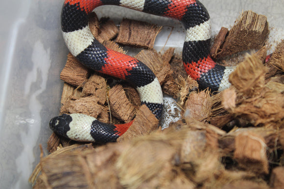 Falsa Coral de Puebla Macho ID R1-07 Juv/Ad