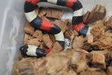 Falsa Coral de Puebla Macho ID R1-07 Juv/Ad