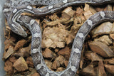 Serpiente del Maiz Anery Hembra ID R1-09 Juv/Ad