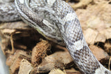 Serpiente del Maiz Anery Hembra ID R1-09 Juv/Ad