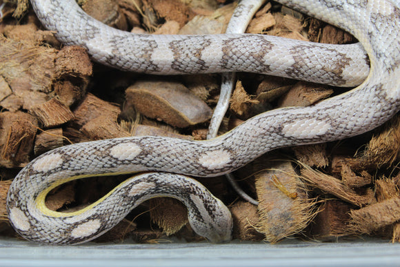 Serpiente del Maiz (Maicera) Motley Anery Macho ID R1-14