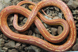 Serpiente del Maiz (Maicera) Tessera Hypo Macho ID R1-18 Juv/Ad