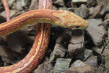 Serpiente del Maiz (Maicera) Tessera Hypo Macho ID R1-18 Juv/Ad