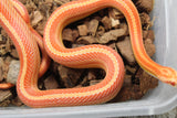Serpiente del Maiz (Maicera) Tessera Albino Motley Macho ID R2-06 Juv/Ad