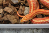 Serpiente del Maiz (Maicera) Tessera Albino Motley Macho ID R2-06 Juv/Ad