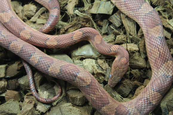 Serpiente del Maiz (Maicera) Hypo Red Hembra ID R2-09 Juv/Ad