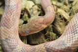 Serpiente del Maiz (Maicera) Hypo Red Hembra ID R2-09 Juv/Ad