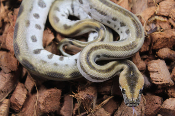 Piton Burmes Green Het Albino Hembra ID R17-07