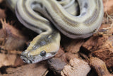 Piton Burmes Green Het Albino Hembra ID R17-07