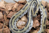 Piton Burmes Green Het Albino Hembra ID R17-10