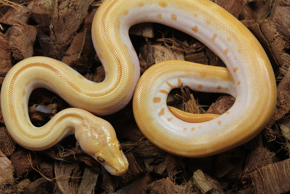 Piton Burmes Green Albino Hembra ID R17-12