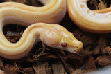 Piton Burmes Green Albino Hembra ID R17-12