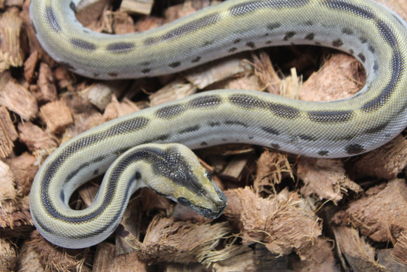Piton Burmes Green Het Albino Macho ID R17-14