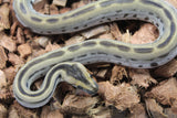 Piton Burmes Green Het Albino Macho ID R17-14