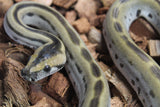 Piton Burmes Green Het Albino Macho ID R17-14