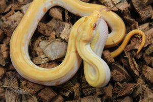 Piton Burmes Green Albino Macho ID R17-18