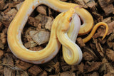 Piton Burmes Green Albino Macho ID R17-18
