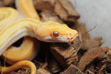 Piton Burmes Green Albino Macho ID R17-18