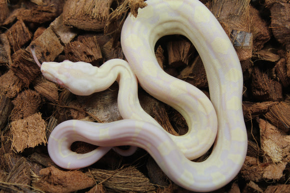 Boa Colombiana Motley Snowglow Sharp Hembra ID R9-15
