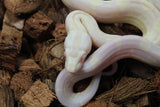 Boa Colombiana Motley Snowglow Sharp Hembra ID R9-15