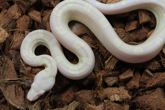 Boa Colombiana Motley Snow Sharp Macho ID R9-17
