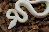 Boa Colombiana Motley Snow Sharp Macho ID R9-17