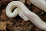 Boa Colombiana Motley Snow Sharp Macho ID R9-17