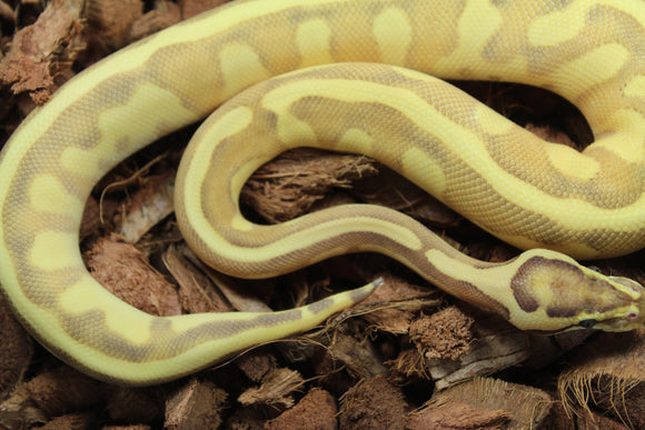 Piton Bola Enchi Lesser Leopard Vainilla Asphalt/YB Macho ID R4-05